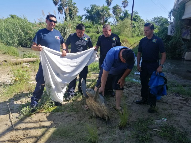 Rescatan y devuelven al mar a tortuga adulta