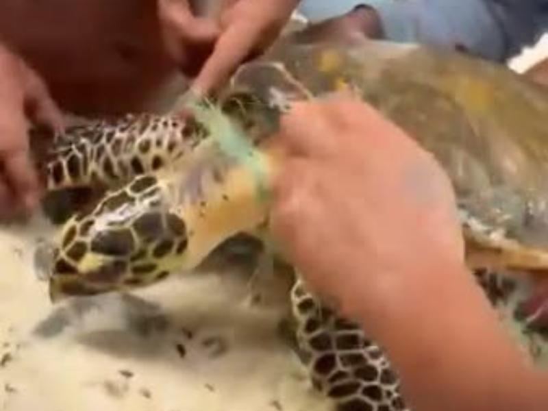 Rescatan y liberan a tortuga atrapada en playa Las Gatas, Zihuatanejo