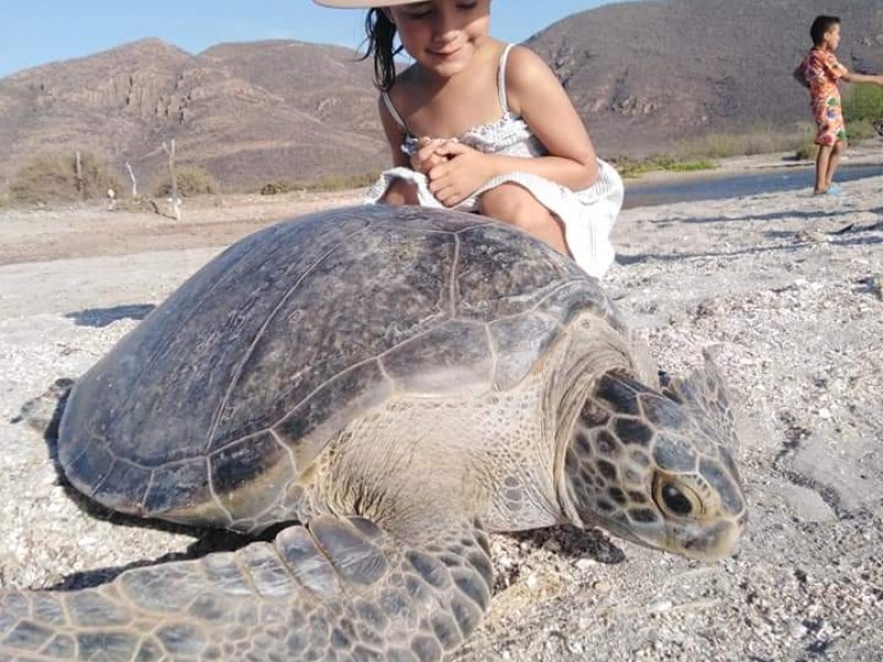 Rescatan y liberan tortuga marina en Bahía de Ohuira