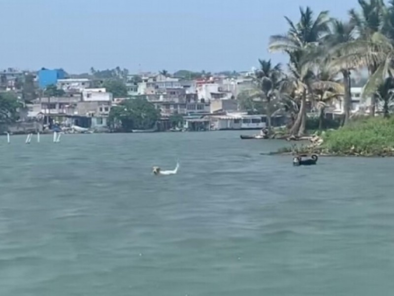 Rescatarán a perritos abandonados en isla de Alvarado