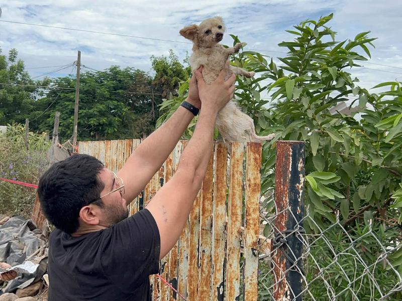 ¡Rescate milagroso!; perrita sobrevive a la explosión en Valle Bonito, Guasave