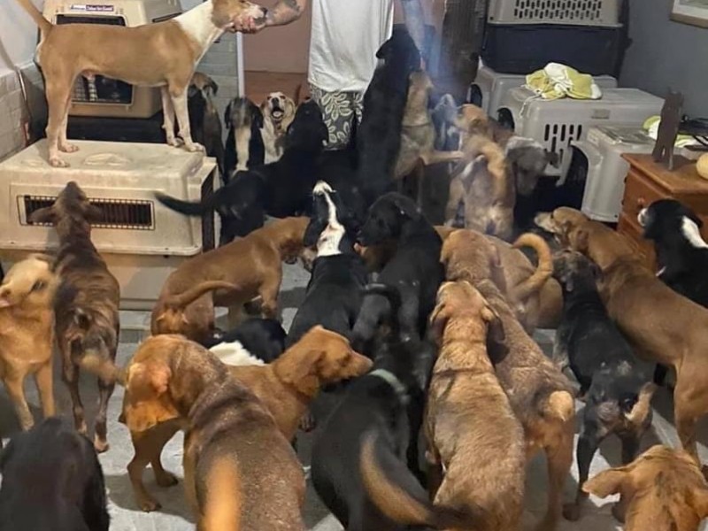 Rescatista protege a más de 300 perritos callejeros durante Huracán