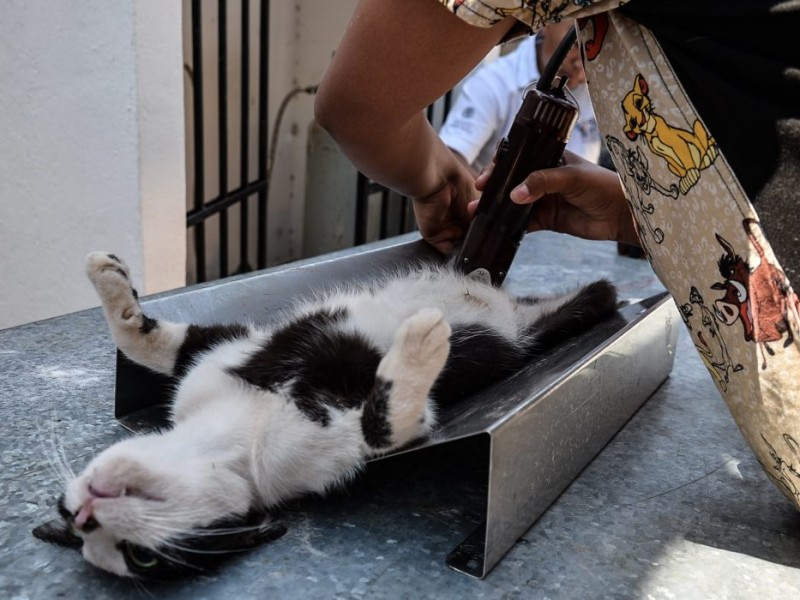 Rescatistas independiente promueven esterilizaciones en mascotas