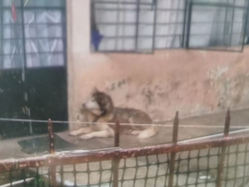 Rescatistas llaman a proteger animales por lluvias