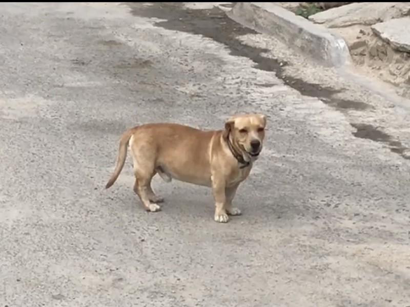 Rescatistas piden mayor atención a casos de mascotas maltratadas