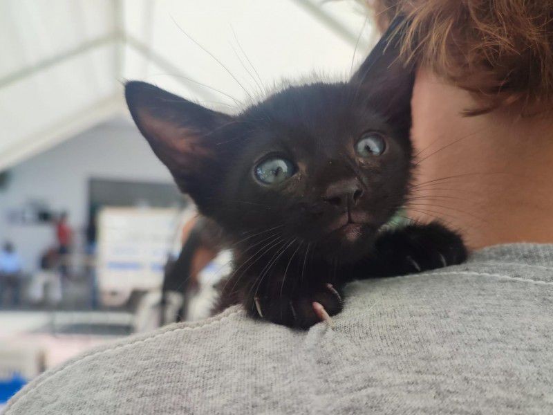 Rescatistas suspenden adopciones de gatos negros y blancos en octubre