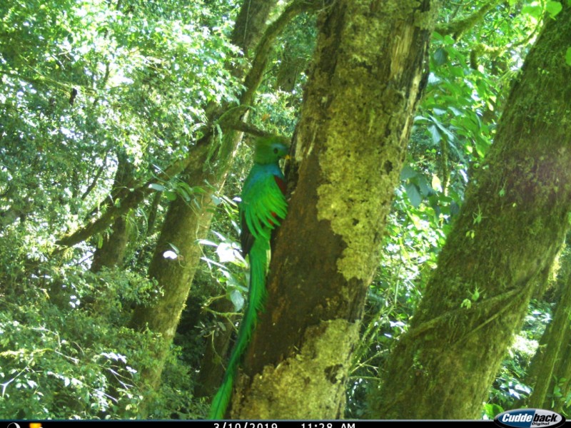 Reserva de la Biósfera el Triunfo ejemplo de conservación