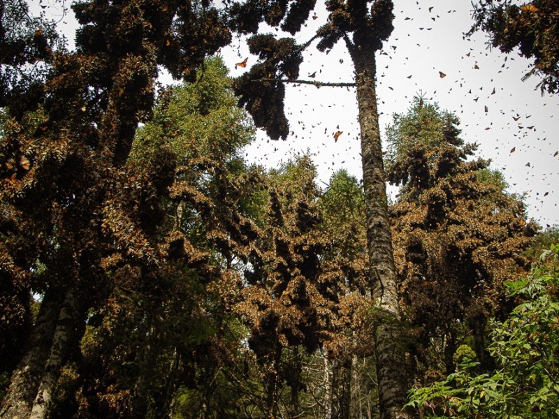 RESERVA DE LA MARIPOSA MONARCA PATRIMONIO DE LA HUMANIDAD