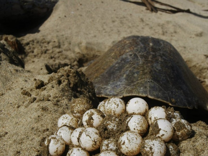 Resguardan 100 mil huevos de tortuga en 2020