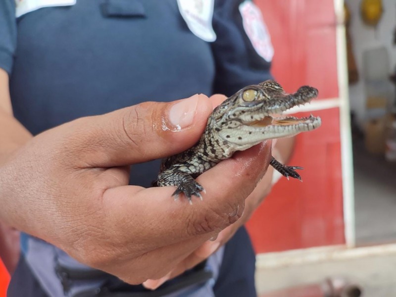 Resguardan a cocodrilo y cuatro crías reportadas en El Retoño