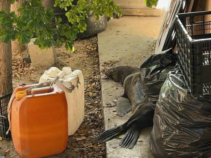 Resguardan a lobo marino localizado junto al muelle fiscal de La Paz