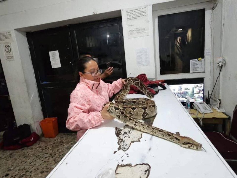 Resguardan ejemplar de boa constrictor en mercado de San Cristóbal