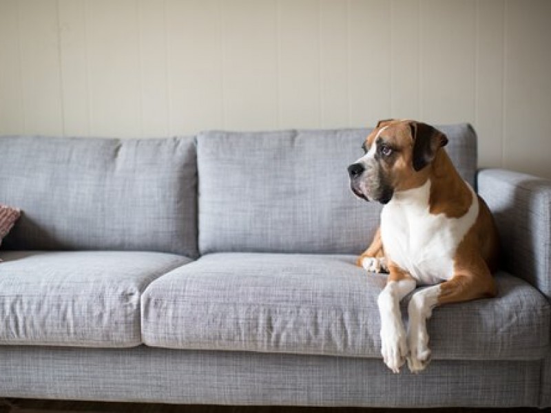 Resienten mascotas, efectos del confinamiento social