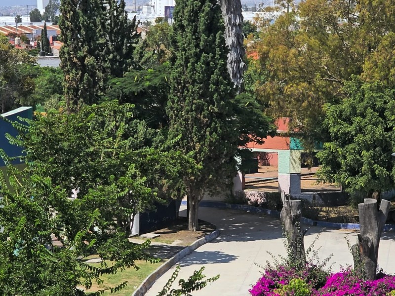 Respalda Observatorio Ciudadano protección del Parque Los Alcanfores como ANP