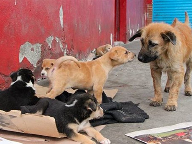 Respaldan autoridades de Zamora iniciativas que garanticen la protección animal