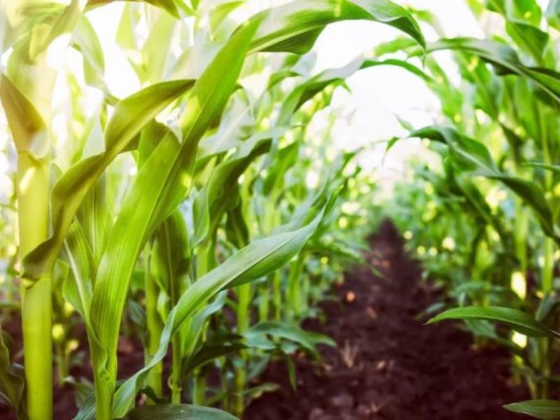 Respaldan planta de amoníaco para reducir dependencia de fertilizantes importados