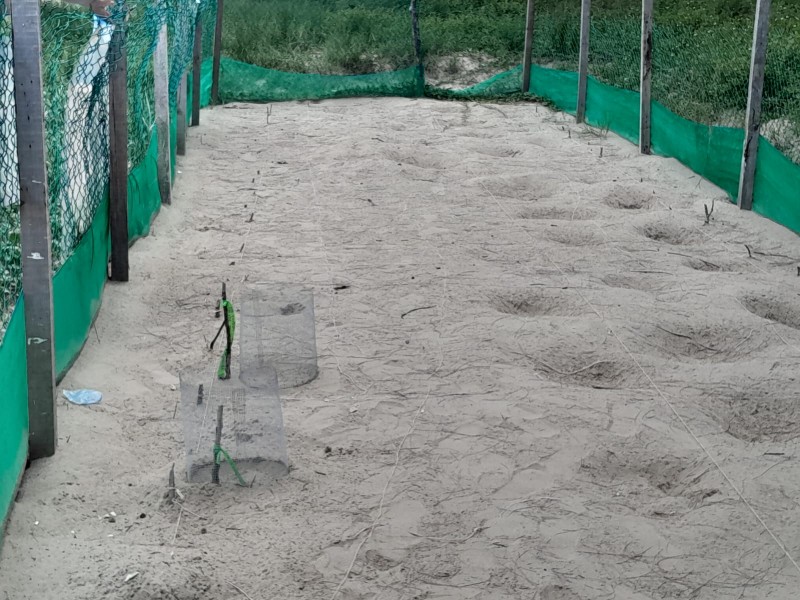Restan dos nidos de tortuga Verde por liberar en Tuxpan