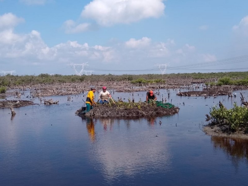 Restauran zona de manglar en Tuxpan