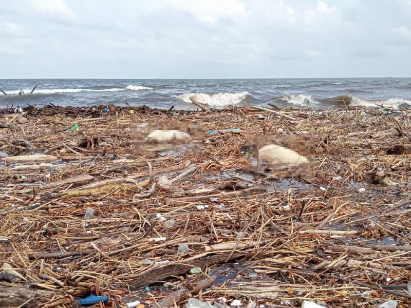 Restos de animales muertos aparecen en playas de Coatzacoalcos