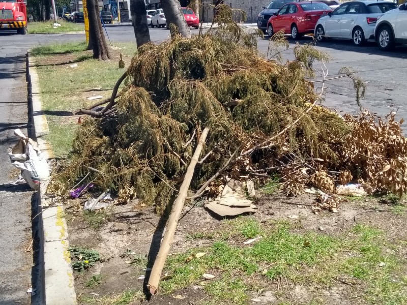 Restos de ramas en camellones en La Paz