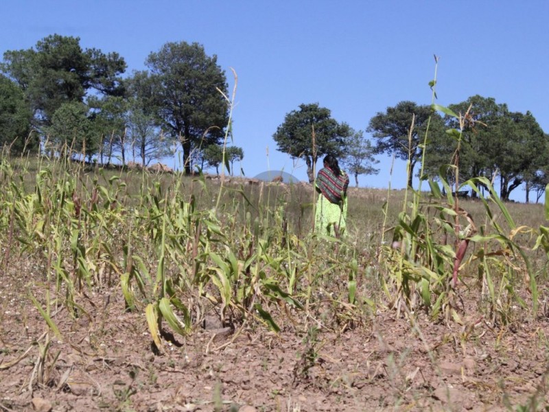 Restricción en extracción de agua afecta a cultivos afirman agricultores