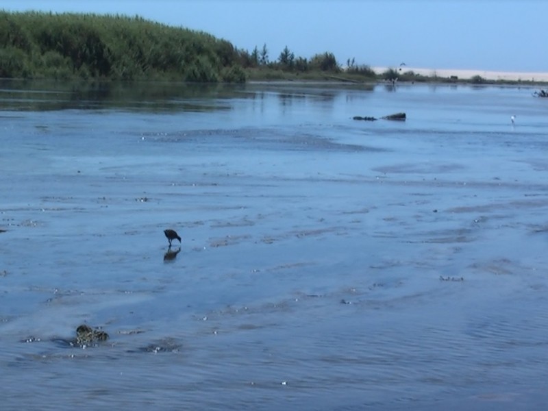 Resultados de Cibnor Indican Coliformes Fecales