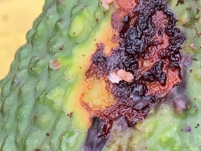 Retienen carga de aguacate con gusano barrenador en entrada a Michoacán