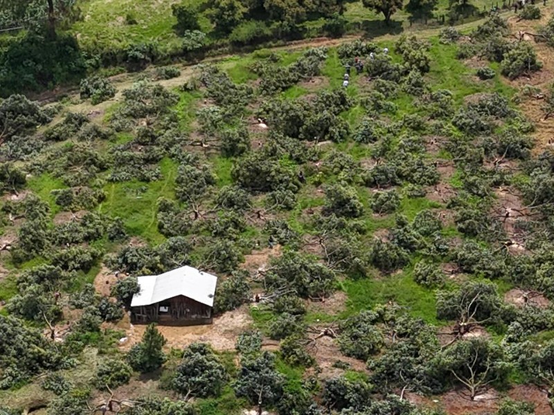 Retiran 6 mil plantas de aguacate ilegales en Michoacán