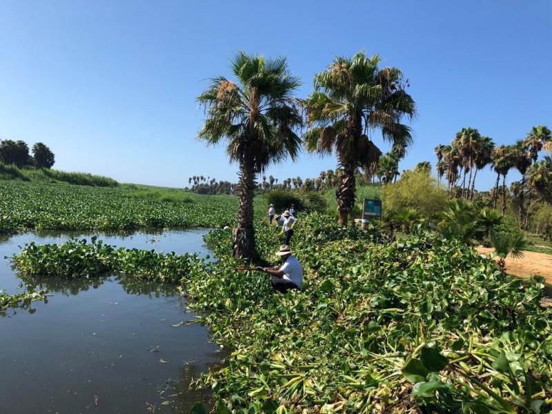 Retiran 75% de lirio acuático en el Estero de SJC