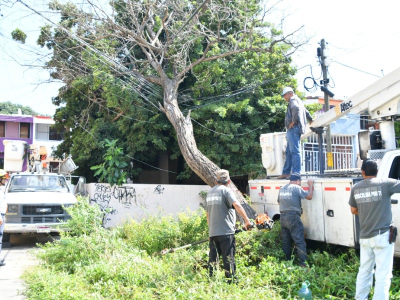 Retiran árbol para evitar desperfectos en cableado