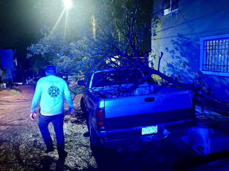 Retiran árboles caídos en Culiacán tras lluvias y fuertes vientos