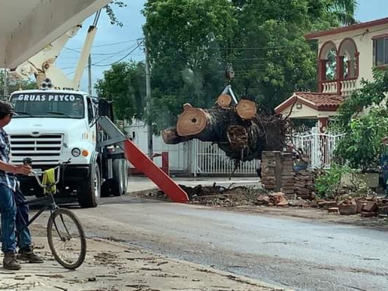 Retiran árboles caídos en Guamúchil