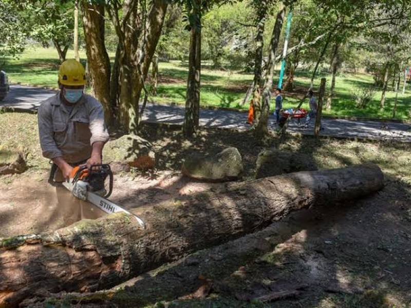 Retiran árboles del parque la estación por precaución