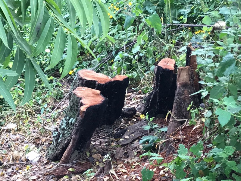 Retiran árboles que representan riesgo para los habitantes de Ario