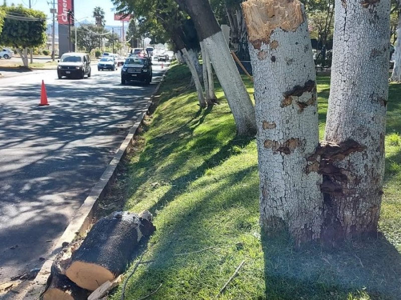 Retiran árboles secos de la Calzada Zamora-Jacona