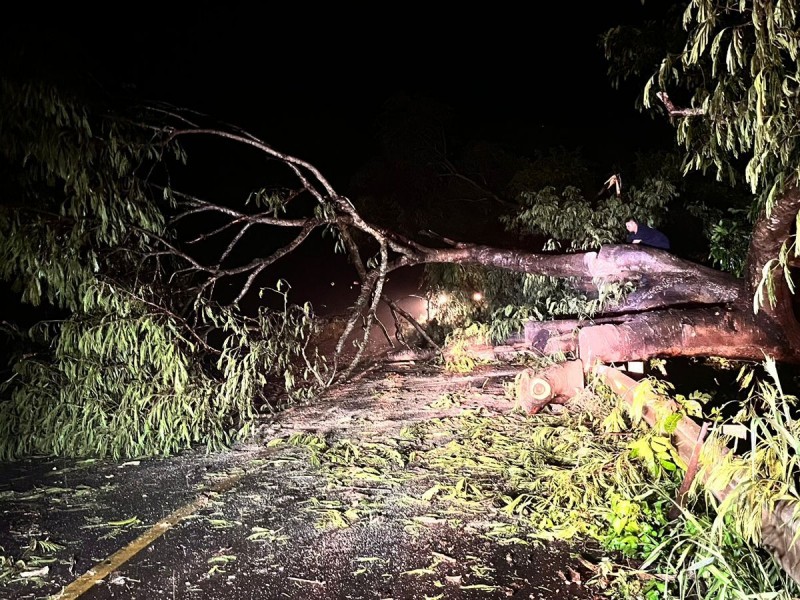 Bomberos retiran árboles derribados en carretera federal 74