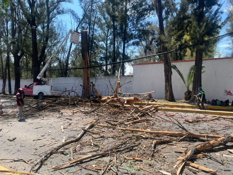 Retiran enorme árbol seco en la Socorro Romero