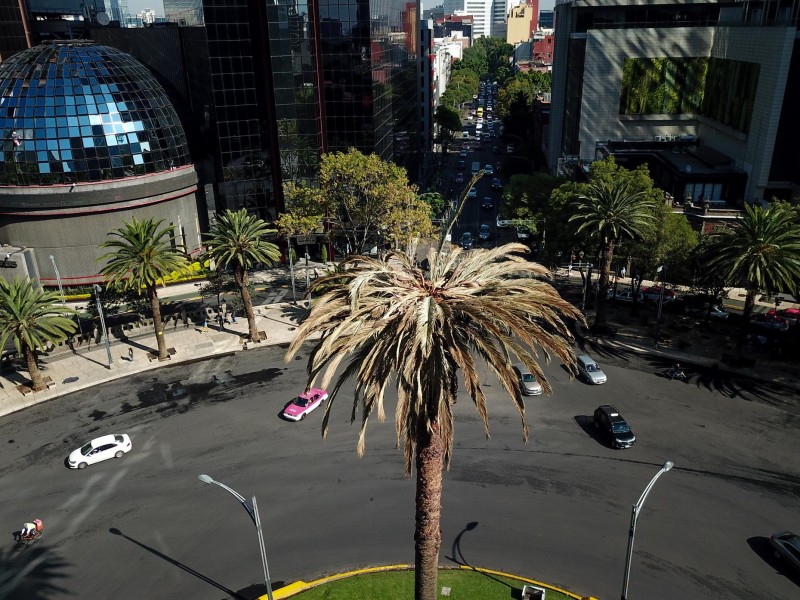 Retiran icónica palmera del Paseo de la Reforma en CDMX