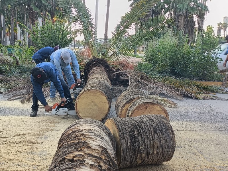 Retiran palma caída en el acceso al Parque Sinaloa