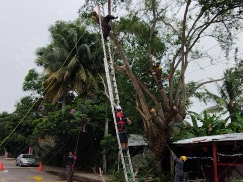 Retiran ramas cercanas a cableado eléctrico en Santiago de la Peña