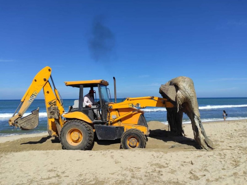 Retiran restos de ballena varada en playa de BADEBA