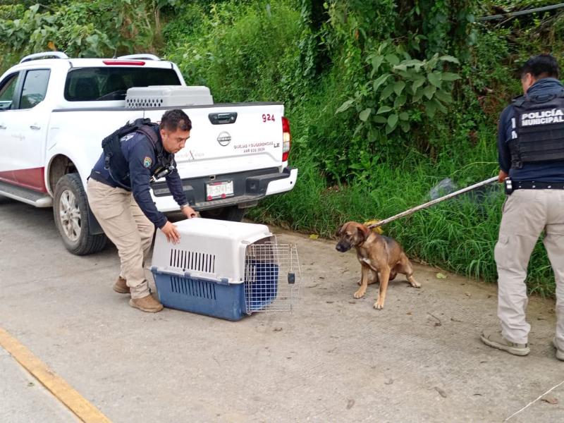 Retiran seis perros callejeros tras ataques a vecinos de Xalapa
