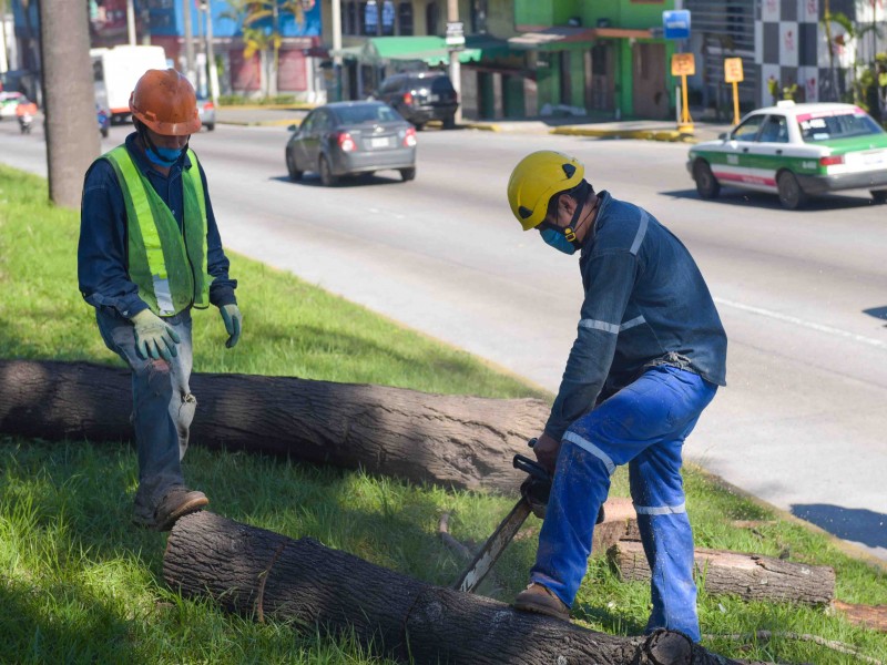 Retirarán 26 árboles muertos detectados en Lázaro Cárdenas