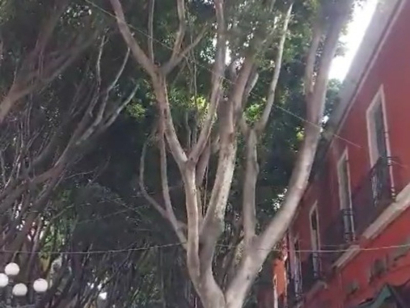 Retirarán árbol del corredor 5 de mayo