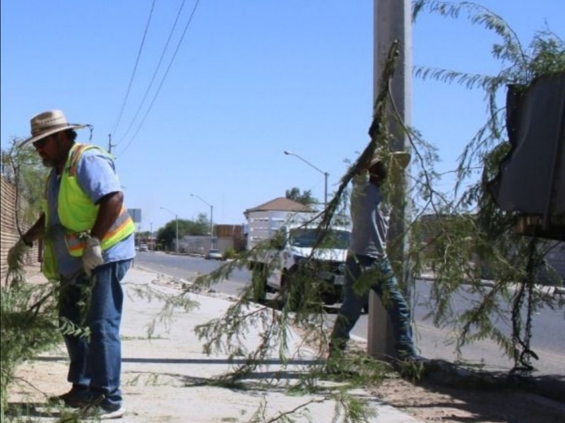 Retirarán árboles de la avenida Carlos G. Calles