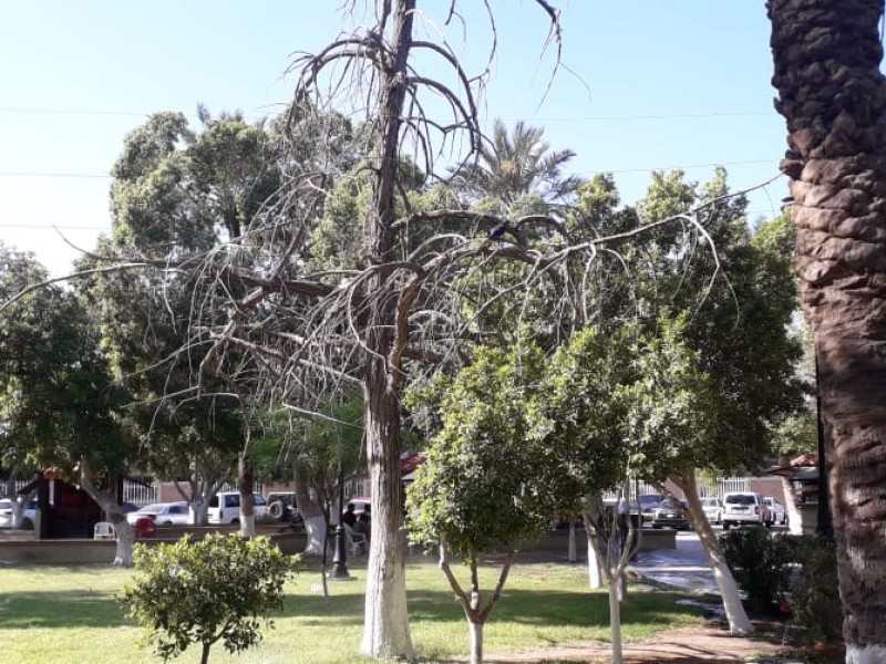 Retirarán dos árboles más del Parque Benito Juárez