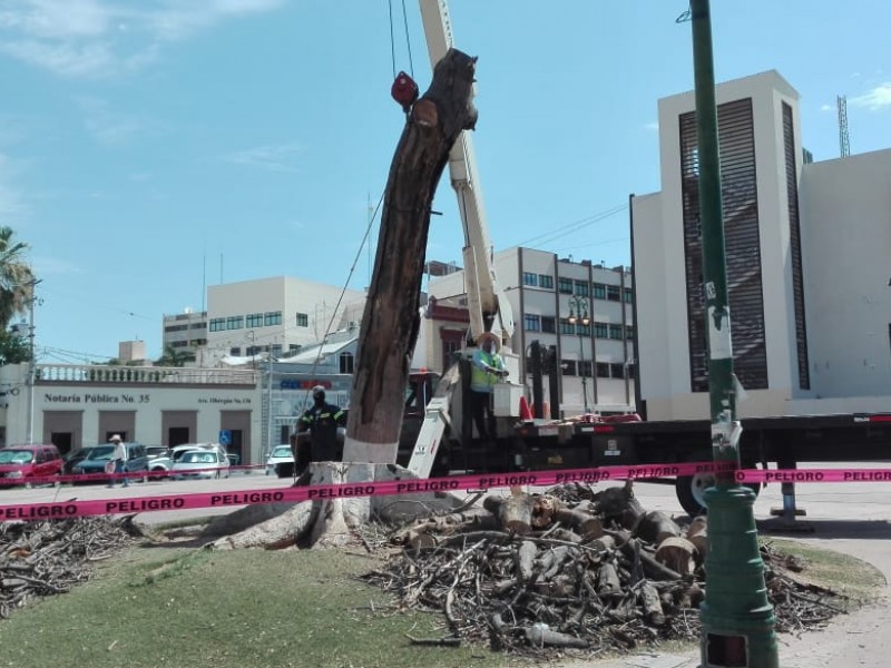 Retiro de árbol obedece a tema de seguridad