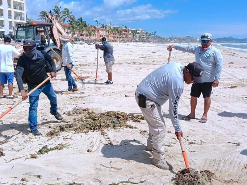Retiran más de 150 toneladas de lirio acuático en Los Cabos