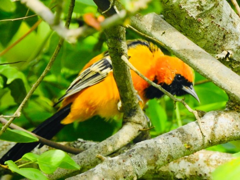 Retomarán jornadas de observación de aves en Tuxpan