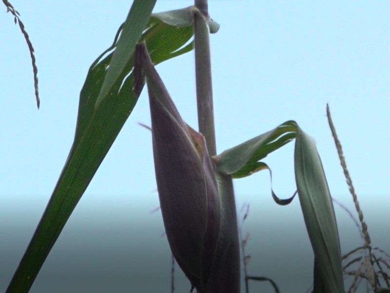 Retos agrícolas  desigualdad, temporal y modernización
